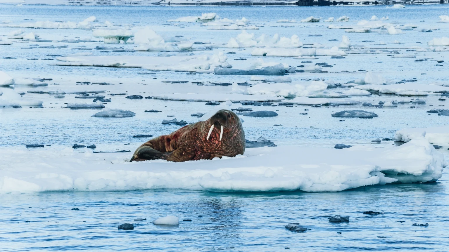 Go sailing with us in Isfjorden for an Arctic boat adventure.