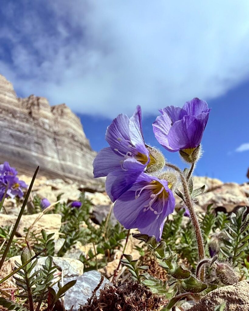 Fauna on Hiking on Svalbard with Backyard Svalbard