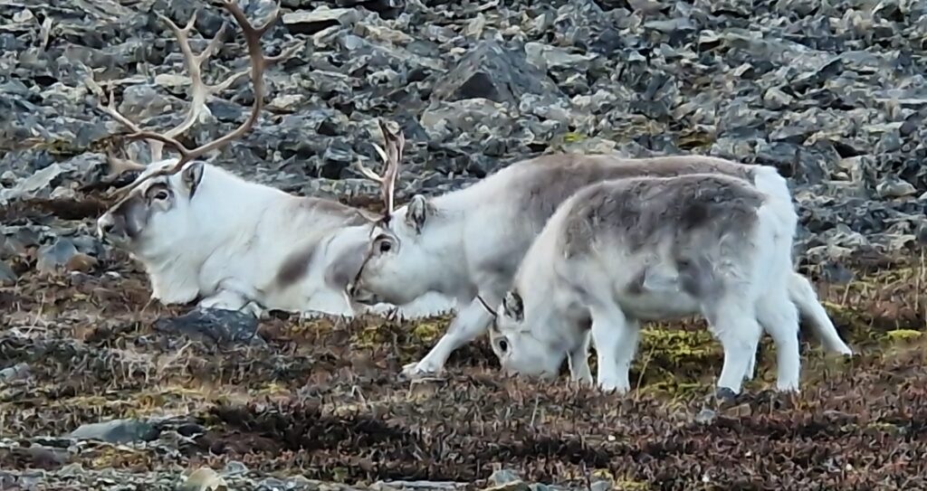 Svalbard reindeers can be spotted at the Global Seed Vault near Longyearbyen
