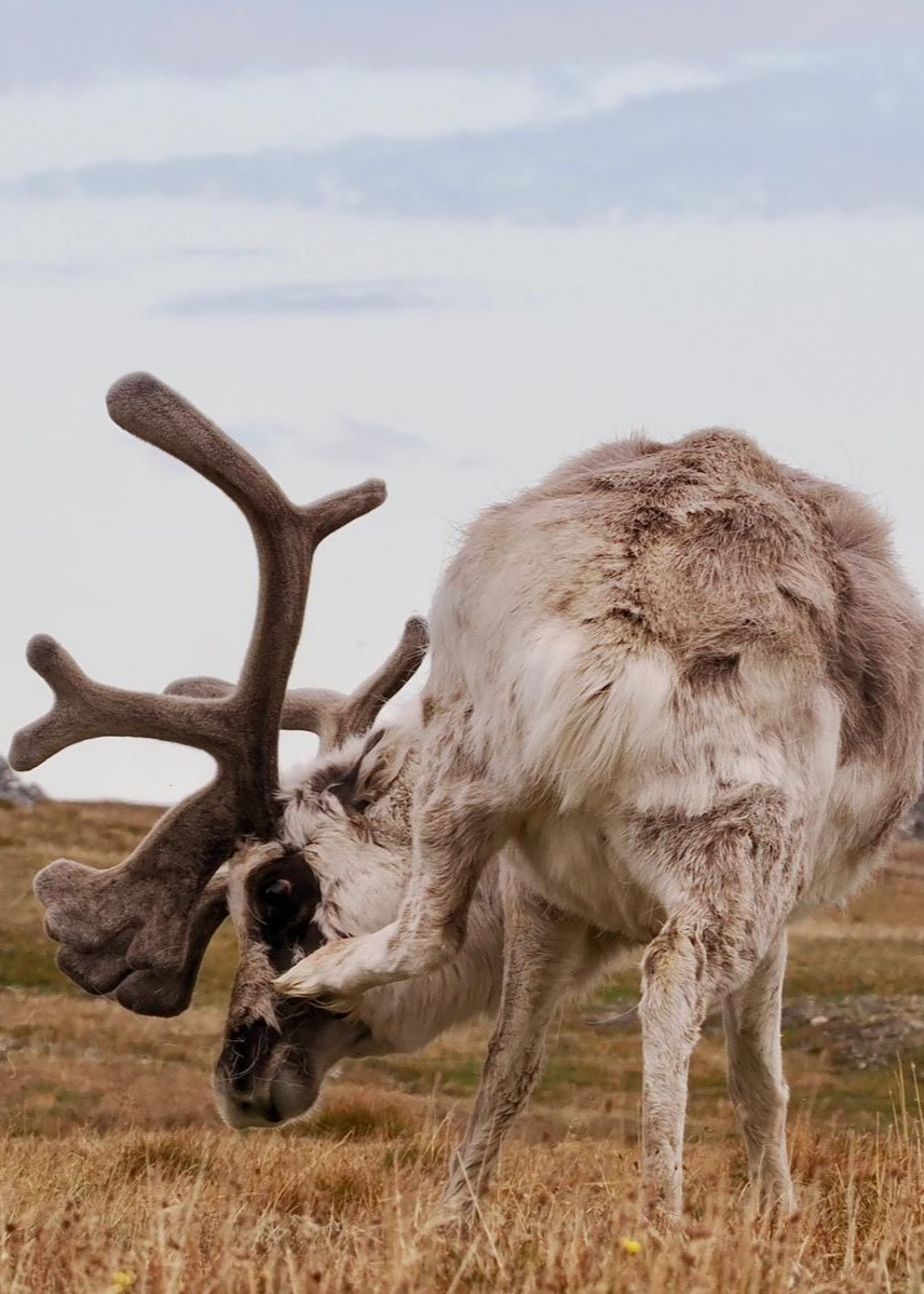 Small reindeer on Svalbard. They are possible to see on hiking tours