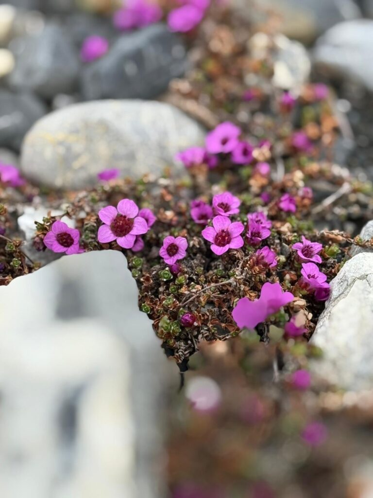 The Svalbard flower Saxifraga on a hiking tour with Backyard Svalbard during summer