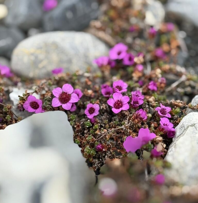 The Svalbard flower Saxifraga on a hiking tour with Backyard Svalbard during summer