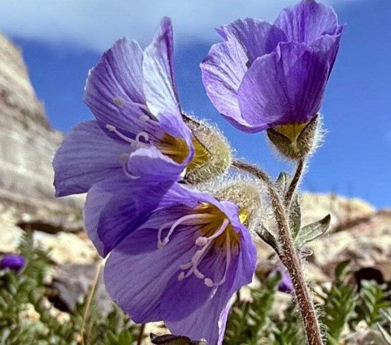 Flowers during summer on Arctic camp on Svalbard