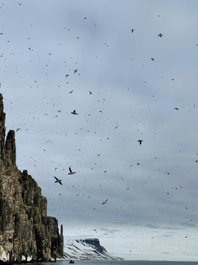 Visit the bird cliffs situated just between Longyearbyen and Barentsburg and see if you can spot a puffin or king eider on this boat tour