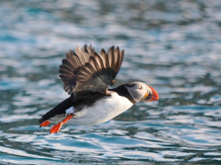 Spot a puffin on a boat tour on Svalbard