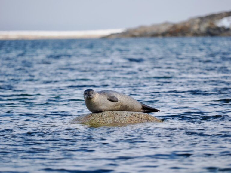 Seal spotted on boat tour with Backyard Svalbard