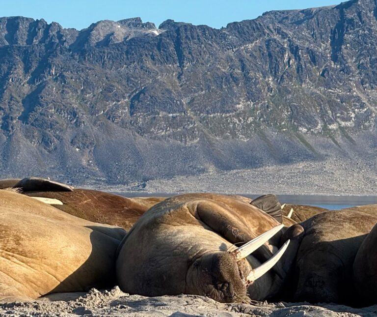 Photo by Frederik Aurell