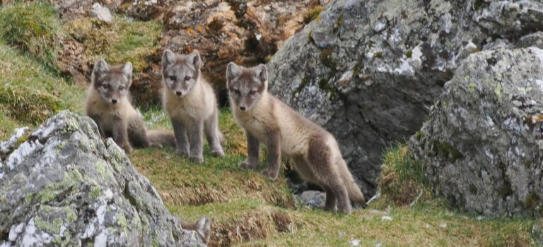Experience Arctic wildlife. Polar foxes on Svalbard on spottet on wildlife tour