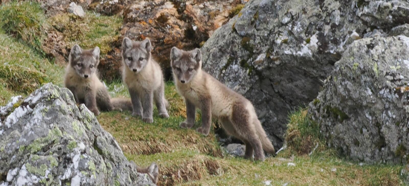 Polar foxes on Svalbard on spottet on wildlife tour