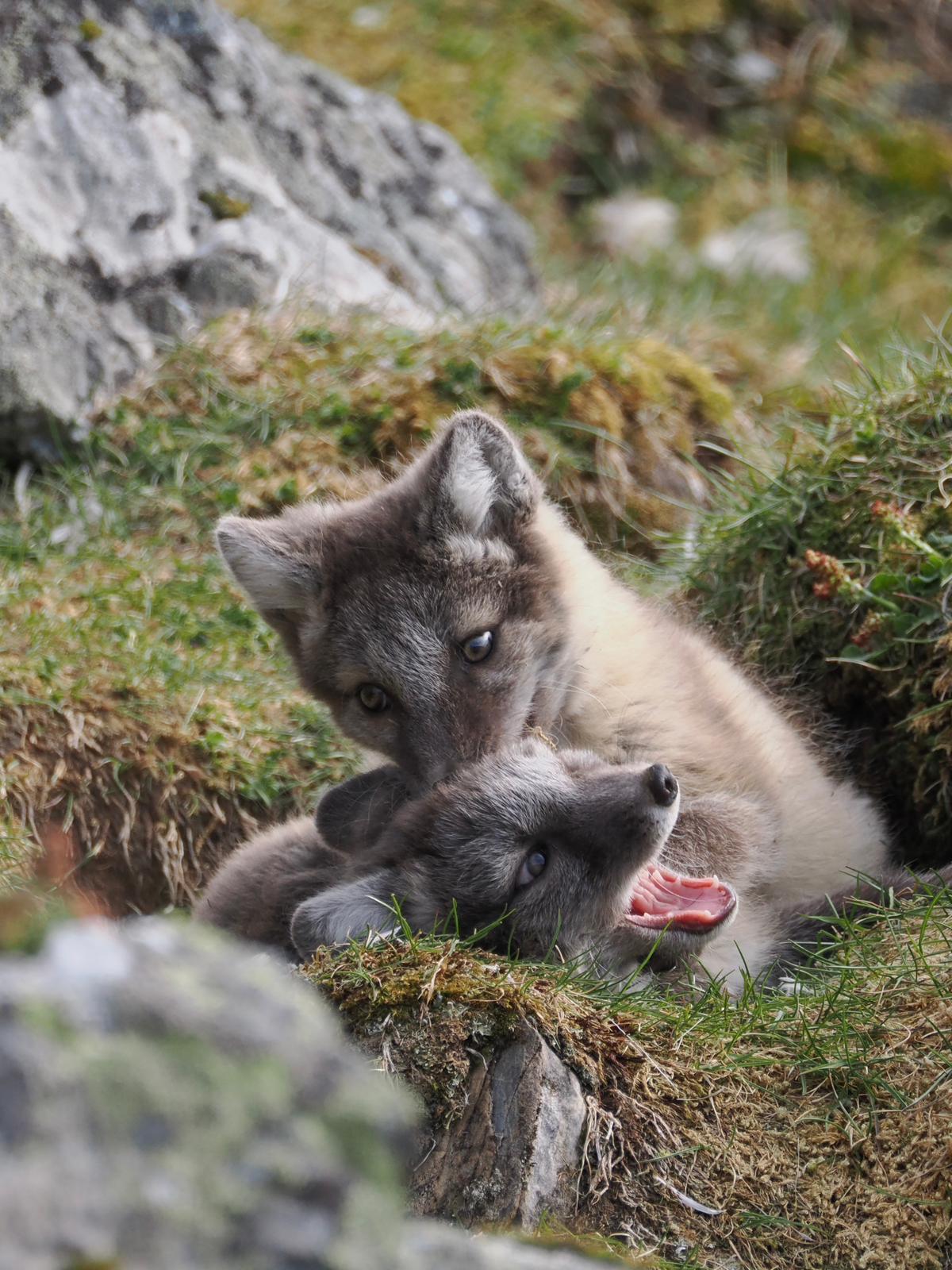 Experience the Arctic wildlife when we take you out to spot wildlife on this photo safari tour