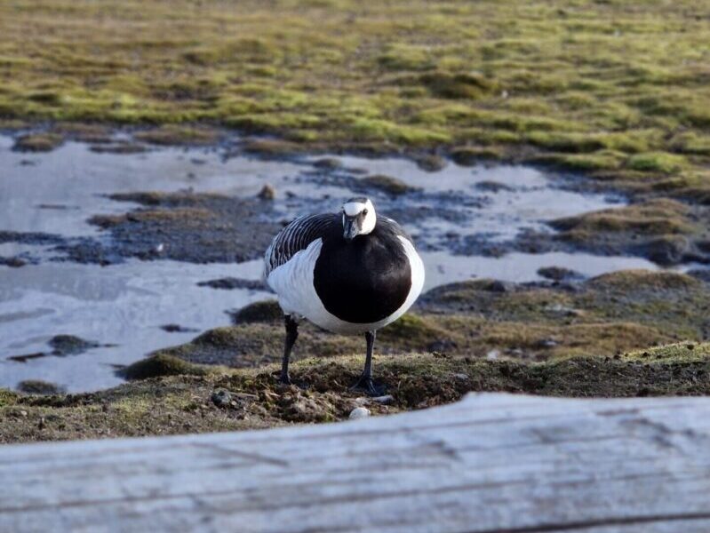 Arctic birds and ducks on wildlife tour with Backyard Svalbard