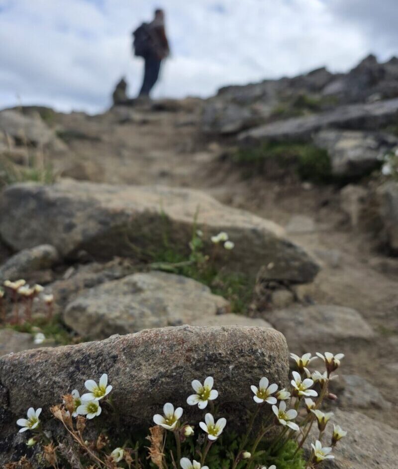 Join us for a privat guided hiking tour to Platafjellet mountain