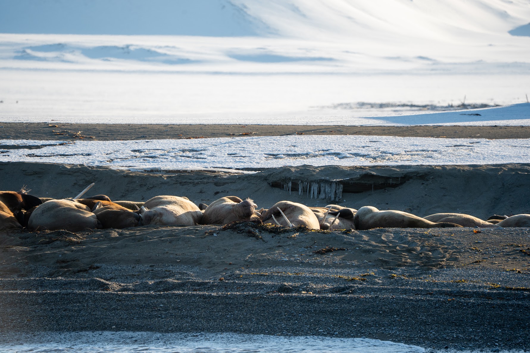 Svalbard ski and sail expedition in May. Walrus spottet.