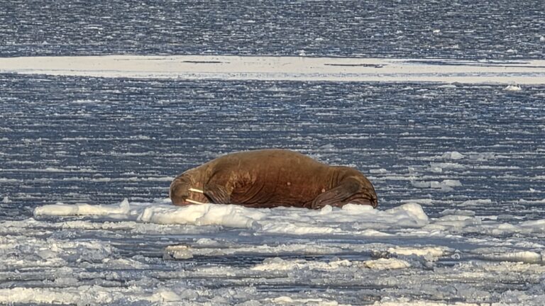 Walrus on ice on Svalbard