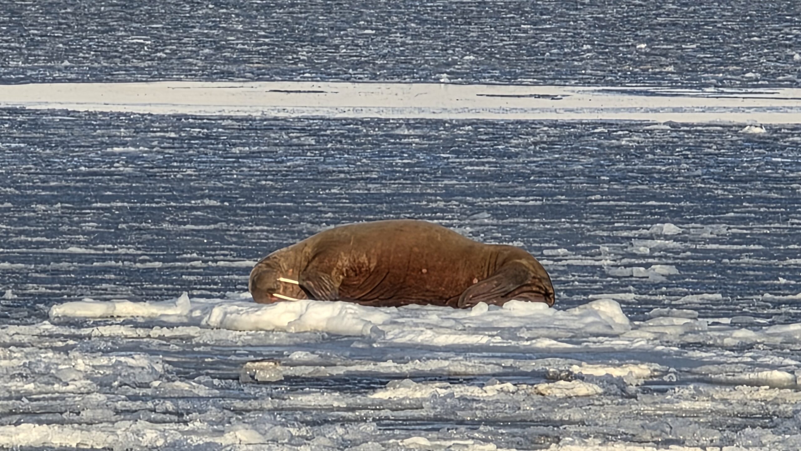 Walrus on ice on Svalbard