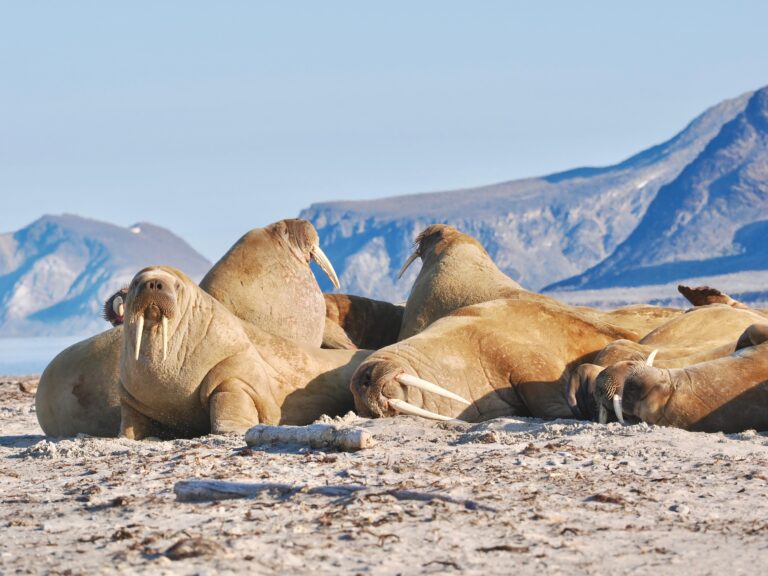 Join our Svalbard walrus and wildlife safari tour in Isfjorden
