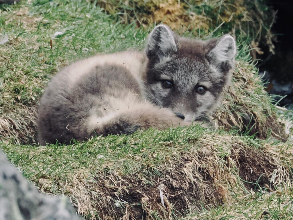When to visit Svalbard to experience the Arctic wildlife with Backyard Svalbard