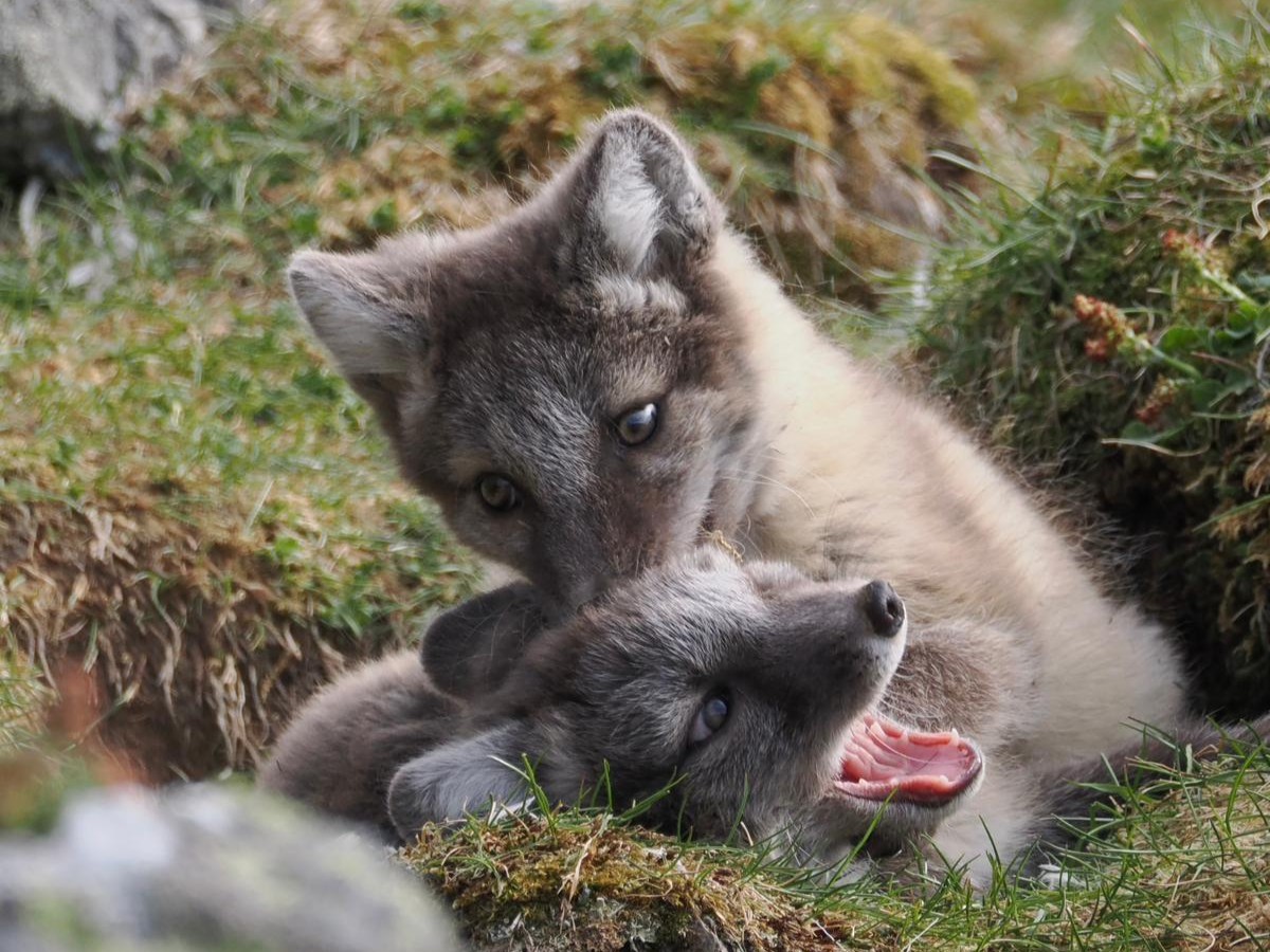 Polar foxes playing in Bjørndalen. Private hiking tour near Longyearbyen