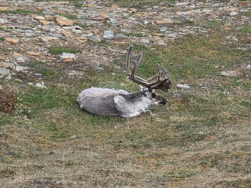 Meet the Arctic locals on the hike to Platafjellet