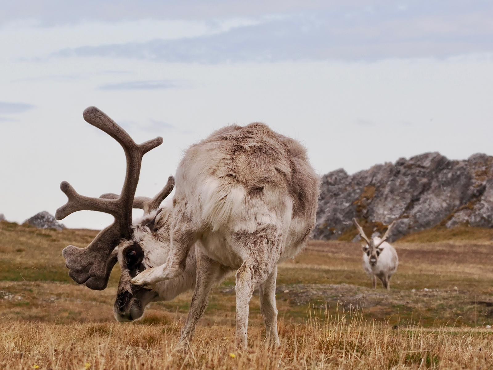 Svalbard reindeer in the wilderness on wildlife photo safari tour near Longyearbyen with Backyard Svalbard