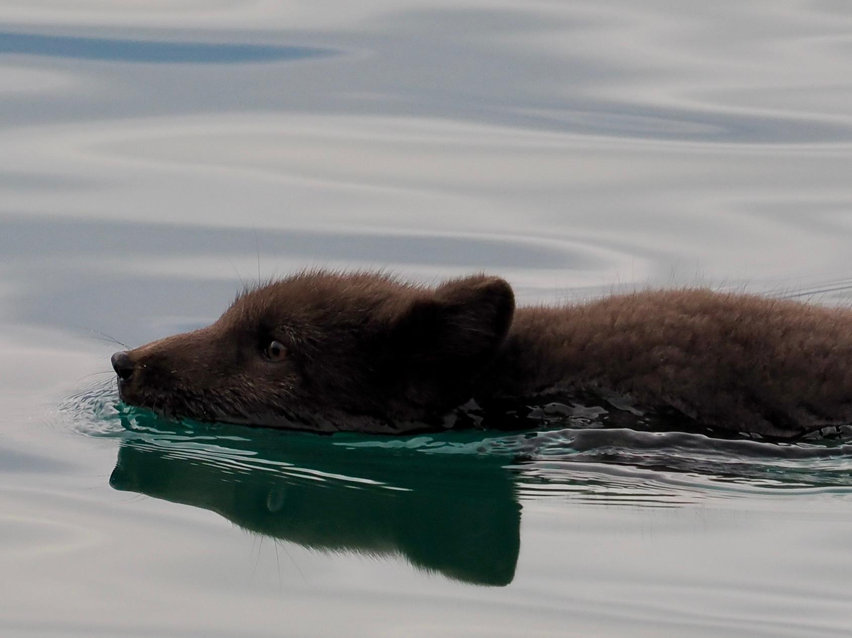 Polar fox swimming. Join us on our Arctic wildlife tour inside and outside of Longyearbyen