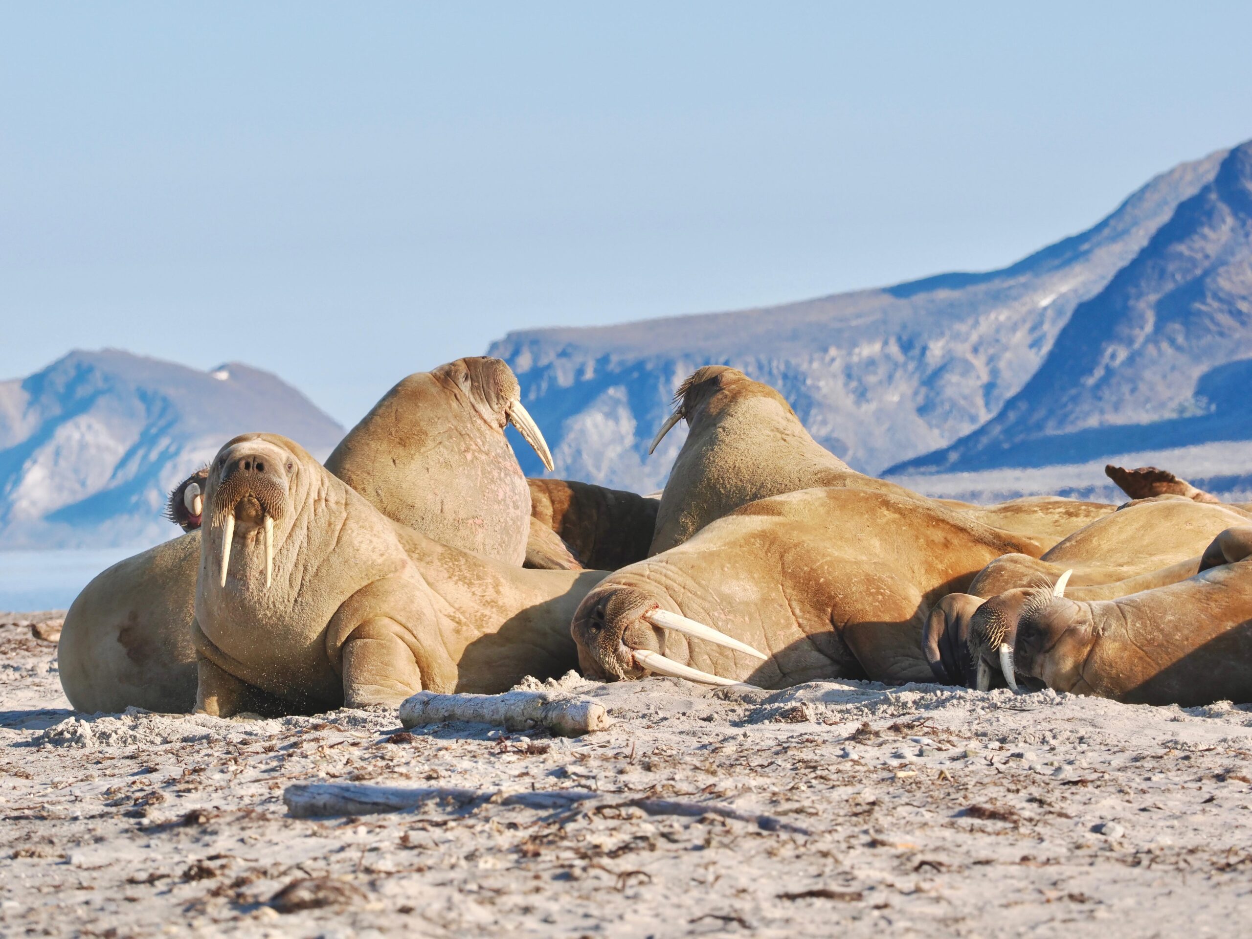 Walrus on wildlife tour in Svalbard with Backyard Svalbard