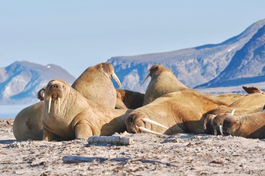Walruses resting on a beach in Svalbard viewed from an Arctic boat tour safari
