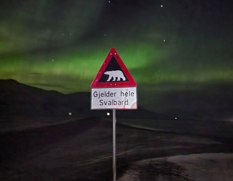 Polar bear sign with northern lights in the background. How to view the northern lights on Svalbard? Join a guided tour with Backyard Svalbard