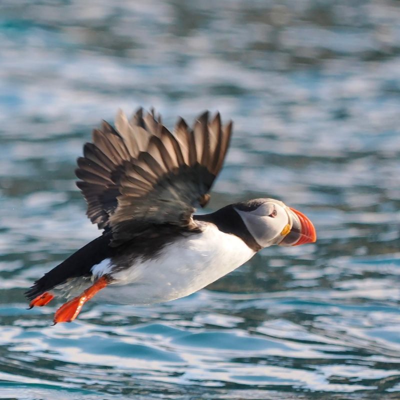 Puffins and polarcircle boat tour with Backyard Svalbard
