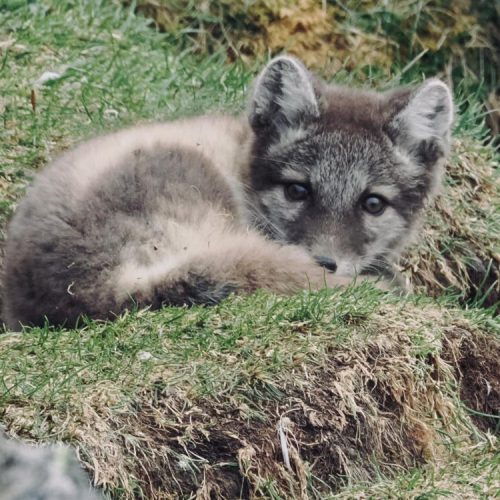 Experience Arctic wildlife in Svalbard