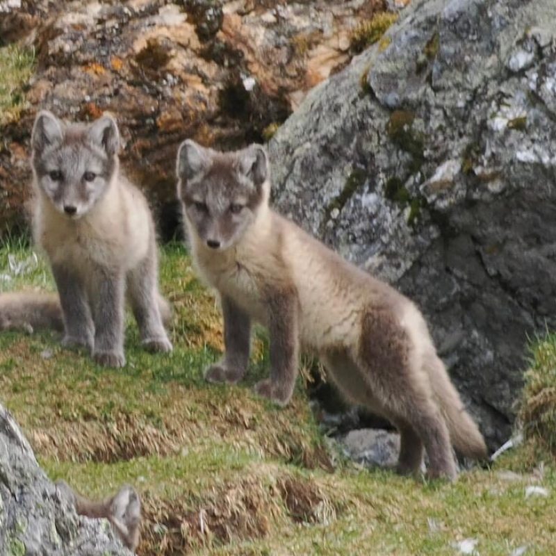 Polar foxes on Svalbard on spottet on wildlife tour