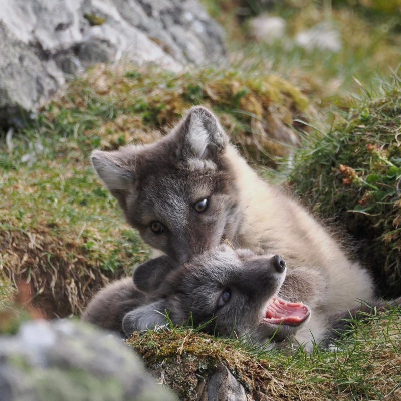 Experience the Arctic wildlife when we take you out to spot wildlife on this photo safari tour