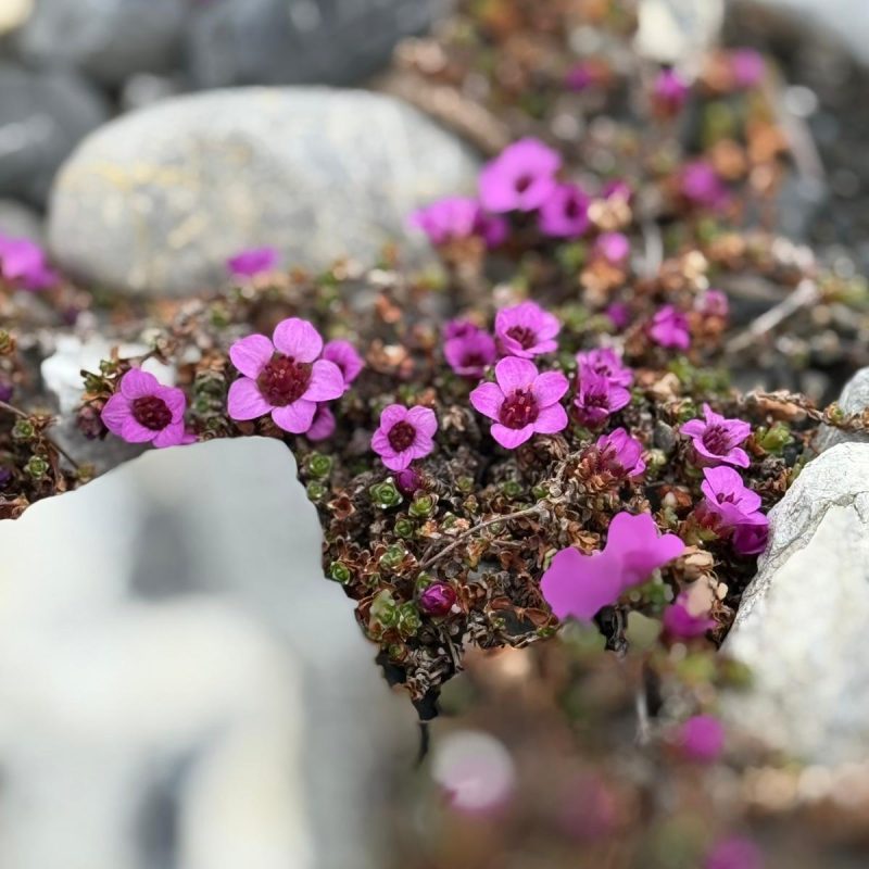 Arctic flowers on wildlife tour with Backyard Svalbard