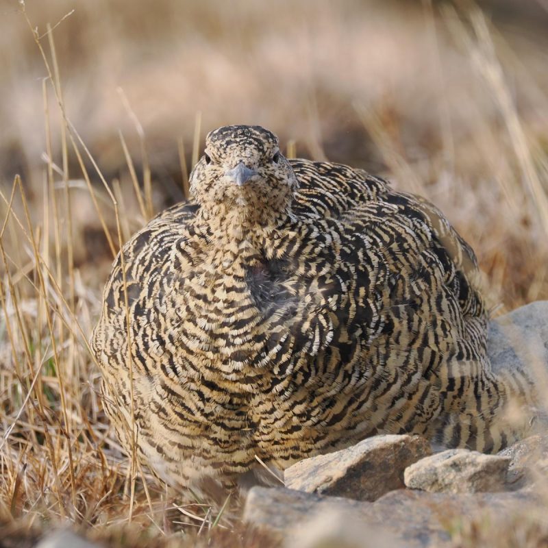 Phatarmigan on wildlife tour with Backyard Svalbard
