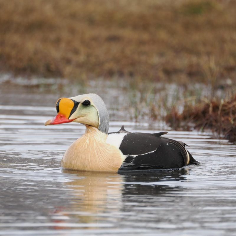 One of the most unusual ducks in the World