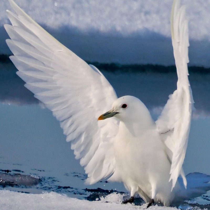 Arctic tern with Backyard Svalbard