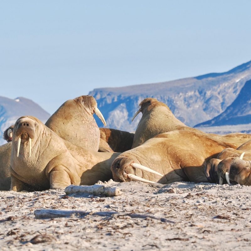 Walrus bading in the sun with Backyard Svalbard