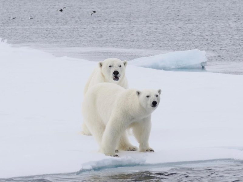 Polar bear spotted on iceflake on sailing trip with Backyard Svalbard