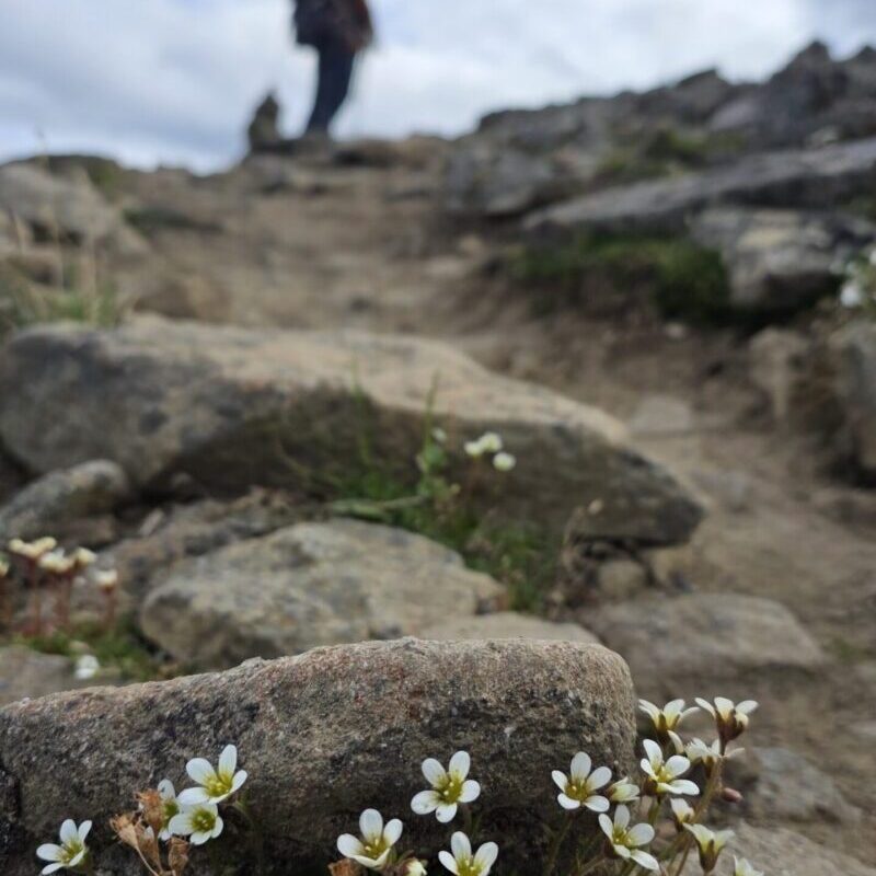 Join us for a privat guided hiking tour to Platafjellet mountain
