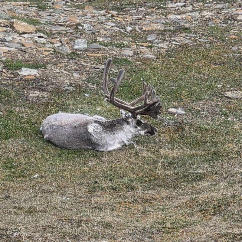 On our private guided hiking tours we might spot some Arctic wildlife