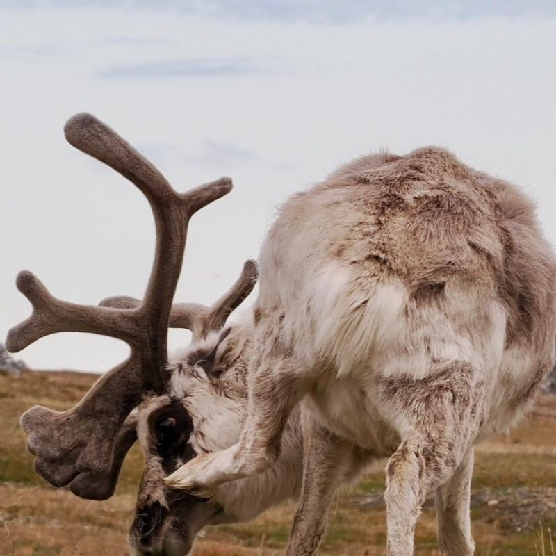 Small reindeer on Svalbard. They are possible to see on hiking tours