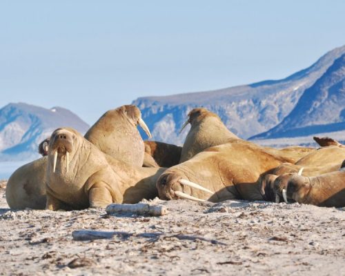 Svalbard summer activities with hiking, sailing, Arctic wildlife safari with Backyard Svalbard