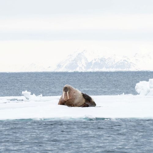 Experience wildlife like walrus on iceflake or whales for ski and sailing trip in May on Svalbard