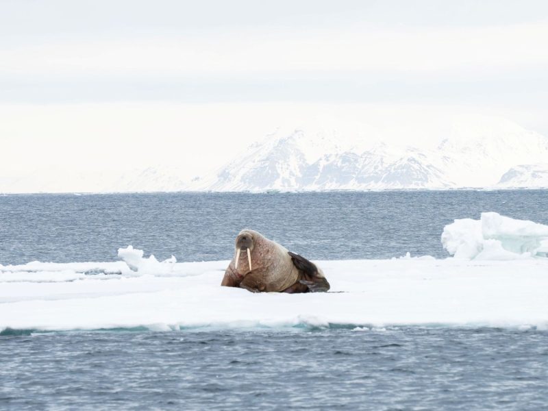 Experience wildlife like walrus on iceflake or whales for ski and sailing trip in May on Svalbard